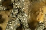 Golden Pyrite on Limonite Clay - Pakistan #337941-2